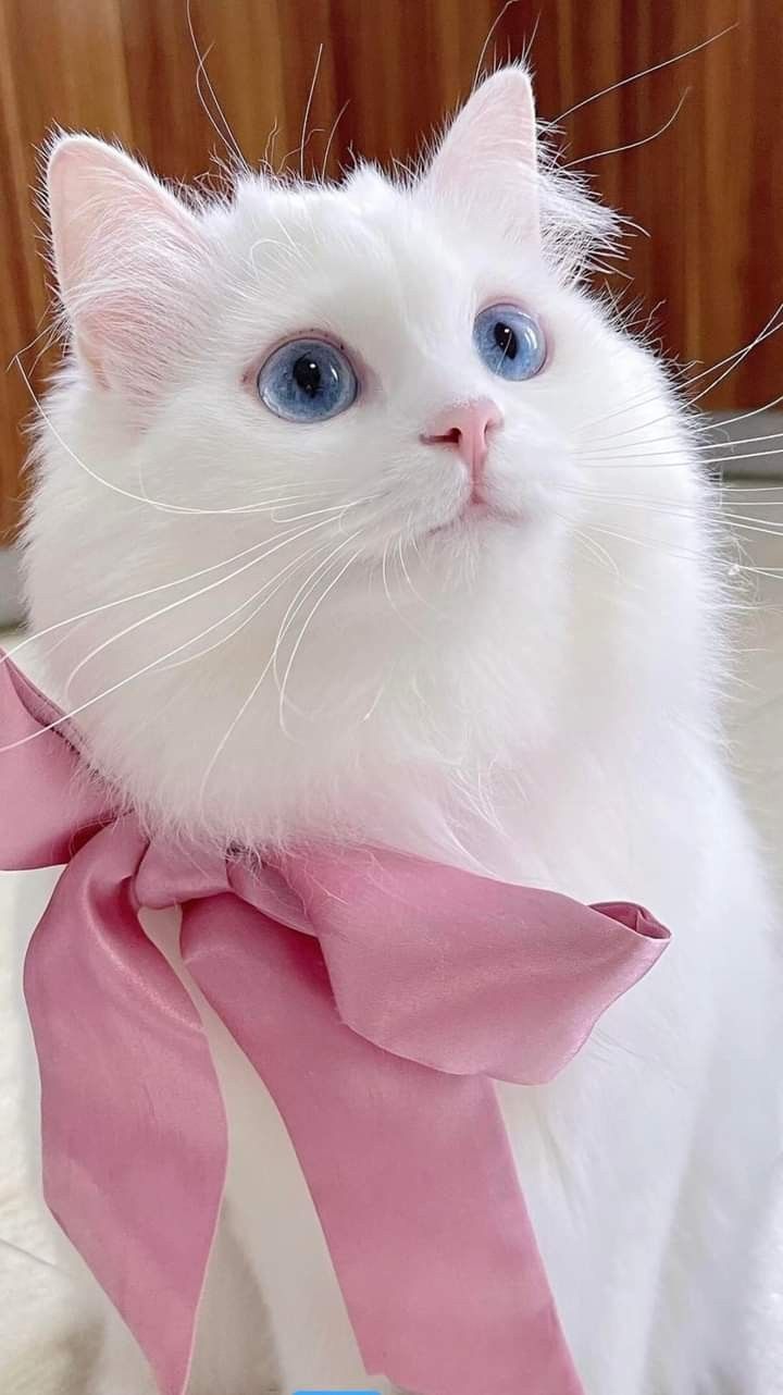 Hình nền mèo cute - 7
