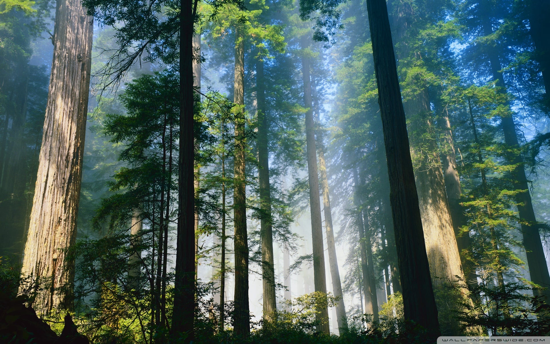 Hình nền macbook - 11