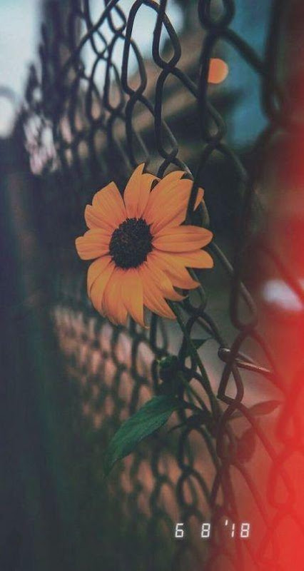 Hình nền aesthetic - 28